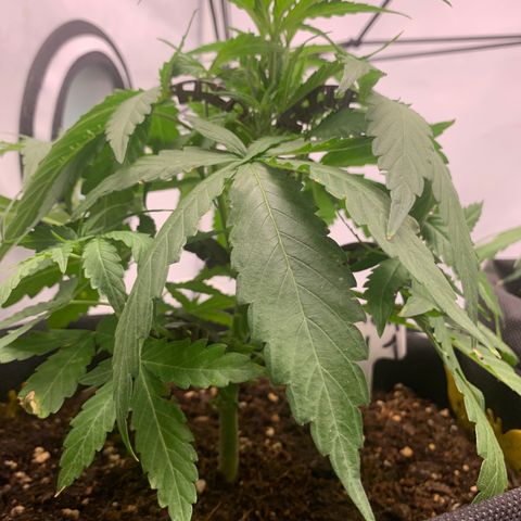 Titan F1 Auto growlog timeline photo