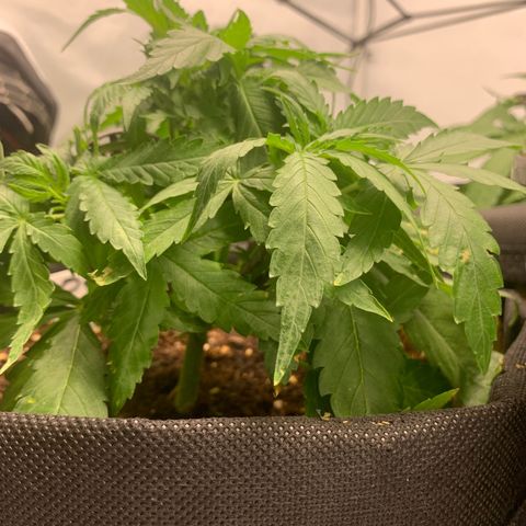 Titan F1 Auto growlog timeline photo