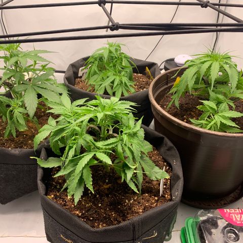 Titan F1 Auto growlog photo: After first defoliating