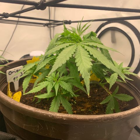 Titan F1 Auto growlog timeline photo
