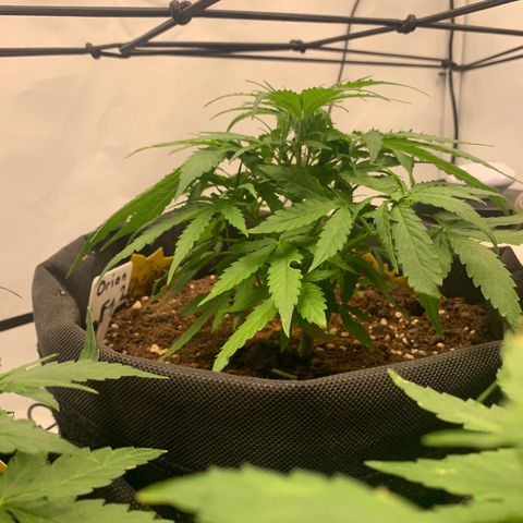 Titan F1 Auto growlog timeline photo