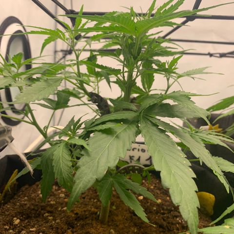 Titan F1 Auto growlog timeline photo