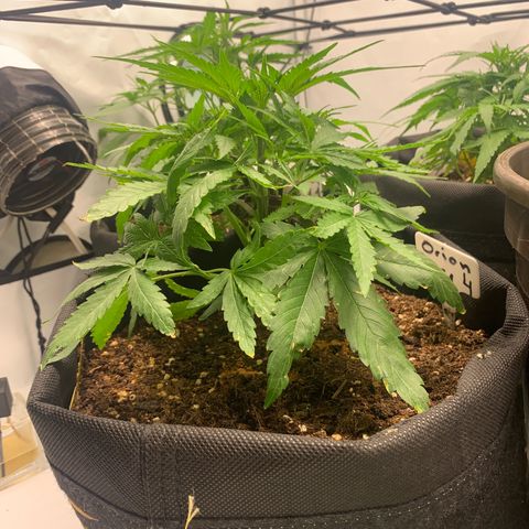 Titan F1 Auto growlog timeline photo