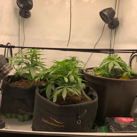 Titan F1 Auto growlog timeline photo