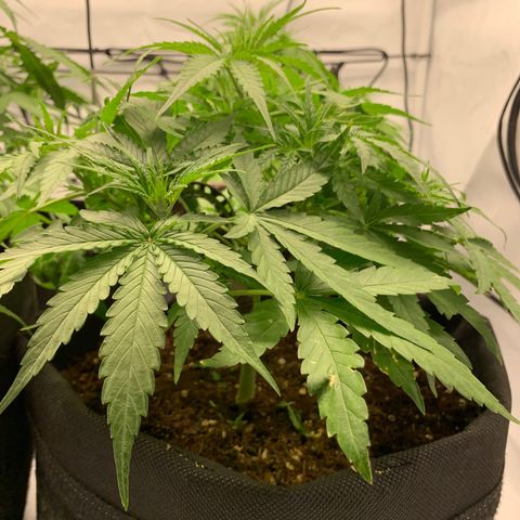 Titan F1 Auto growlog timeline photo