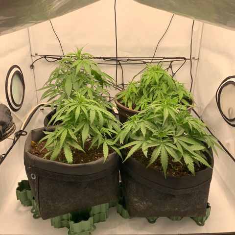 Titan F1 Auto growlog timeline photo