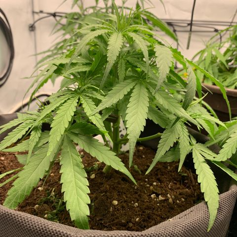 Titan F1 Auto growlog timeline photo