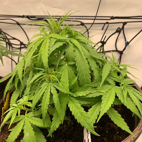 Titan F1 Auto growlog timeline photo