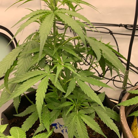 Titan F1 Auto growlog timeline photo