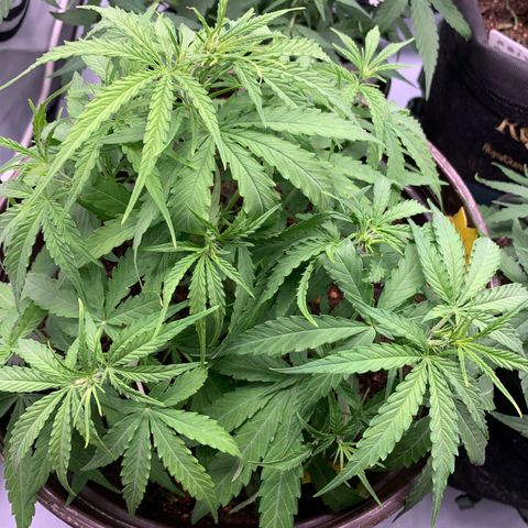 Titan F1 Auto growlog timeline photo