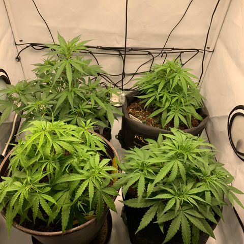 Titan F1 Auto growlog timeline photo