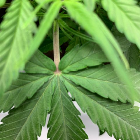 Titan F1 Auto growlog timeline photo