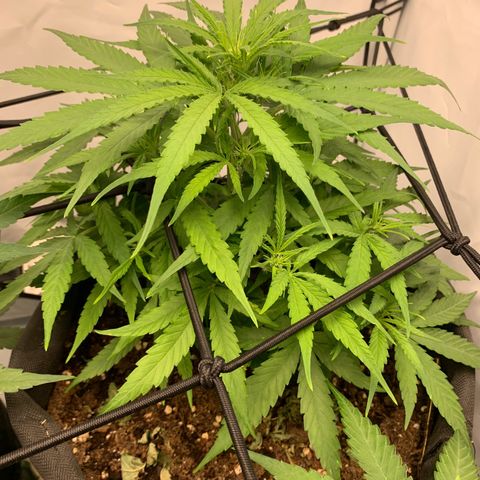 Titan F1 Auto growlog timeline photo