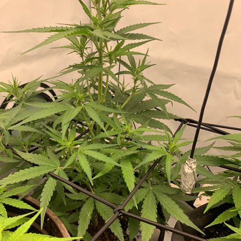 Titan F1 Auto growlog timeline photo