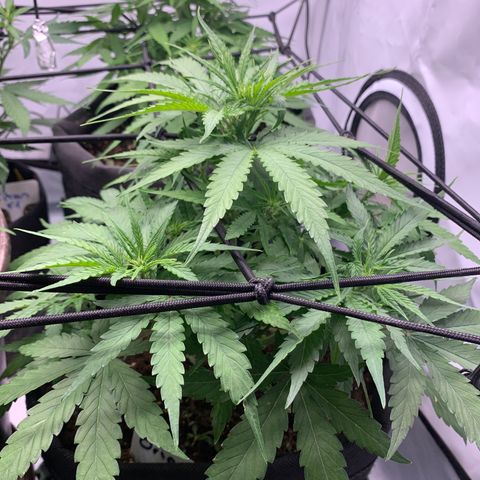 Titan F1 Auto growlog timeline photo