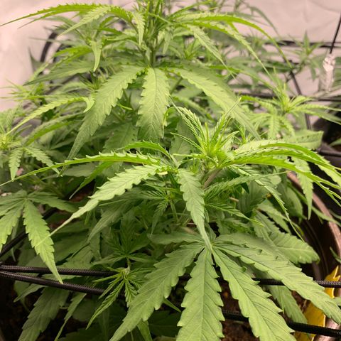 Titan F1 Auto growlog timeline photo