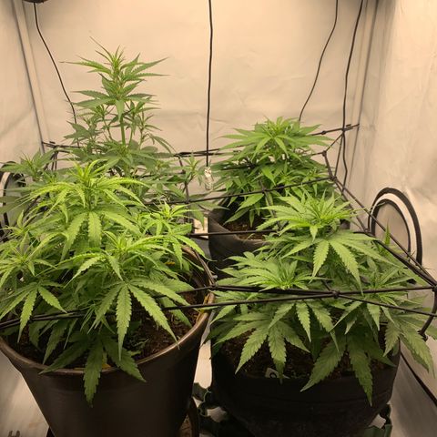 Titan F1 Auto growlog timeline photo