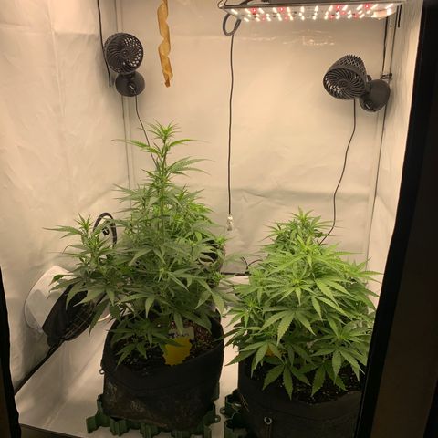 Titan F1 Auto growlog timeline photo