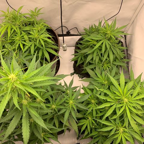 Titan F1 Auto growlog timeline photo