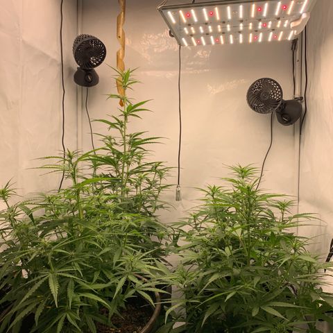 Titan F1 Auto growlog timeline photo