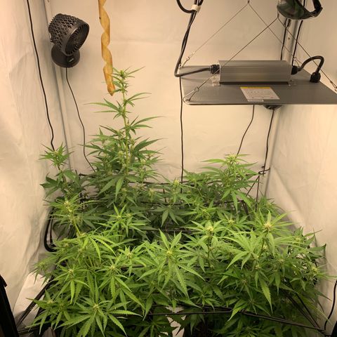 Titan F1 Auto growlog timeline photo