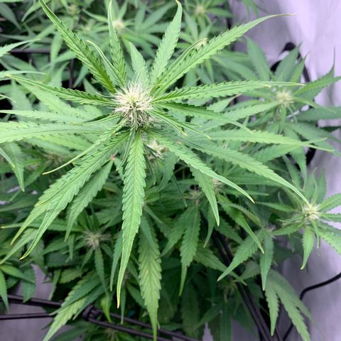 Titan F1 Auto growlog timeline photo
