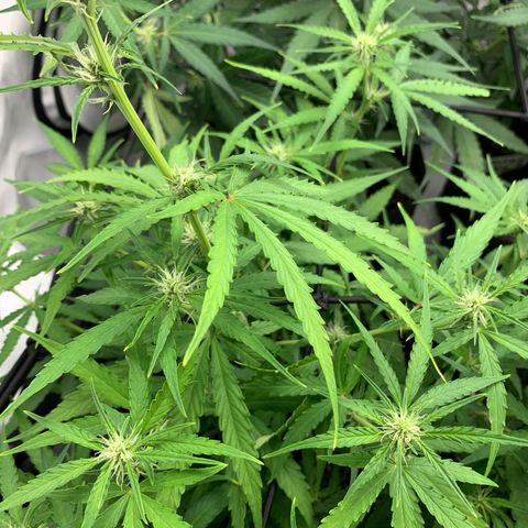 Titan F1 Auto growlog timeline photo
