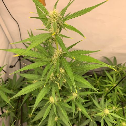 Titan F1 Auto growlog timeline photo