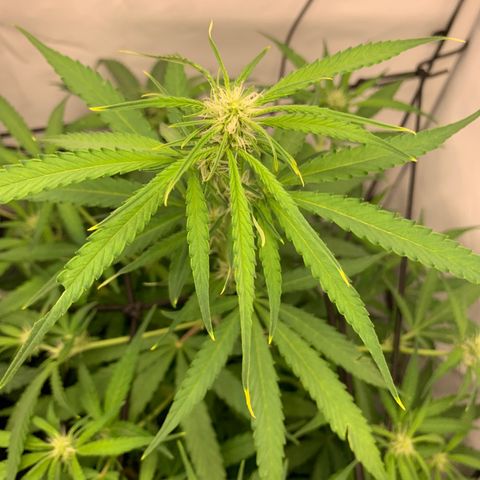 Titan F1 Auto growlog timeline photo