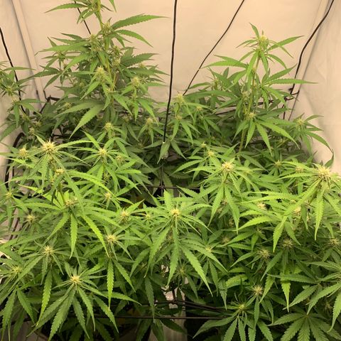 Titan F1 Auto growlog timeline photo