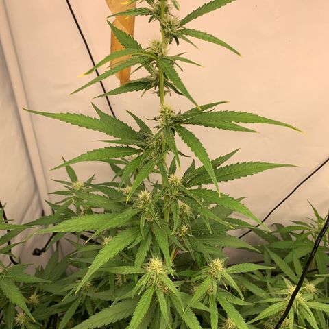 Titan F1 Auto growlog timeline photo