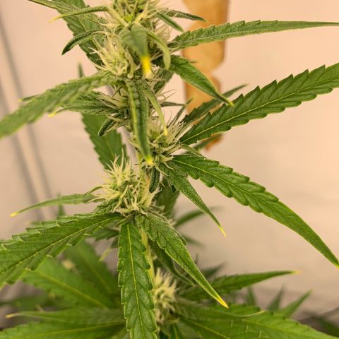 Titan F1 Auto growlog timeline photo