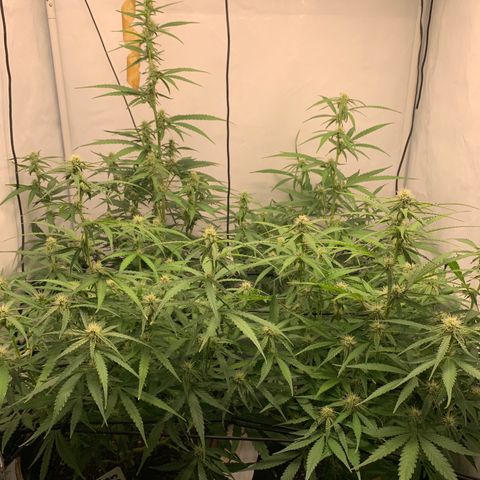 Titan F1 Auto growlog timeline photo