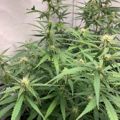 Titan F1 Auto growlog timeline photo