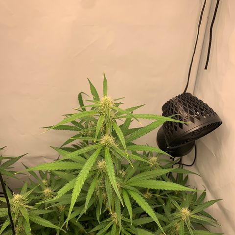 Titan F1 Auto growlog timeline photo