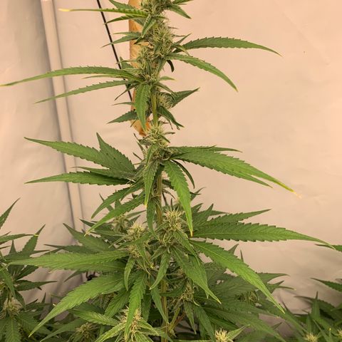 Titan F1 Auto growlog timeline photo