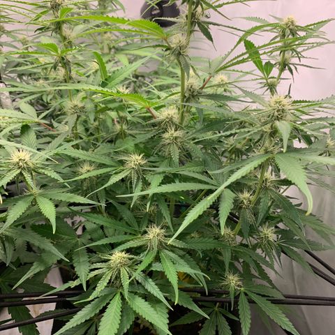 Titan F1 Auto growlog timeline photo