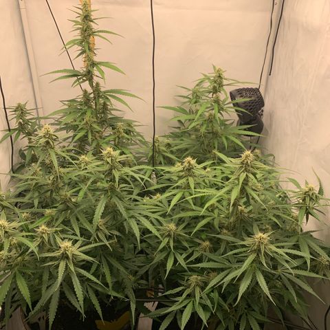 Titan F1 Auto growlog timeline photo