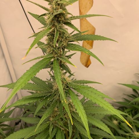 Titan F1 Auto growlog timeline photo