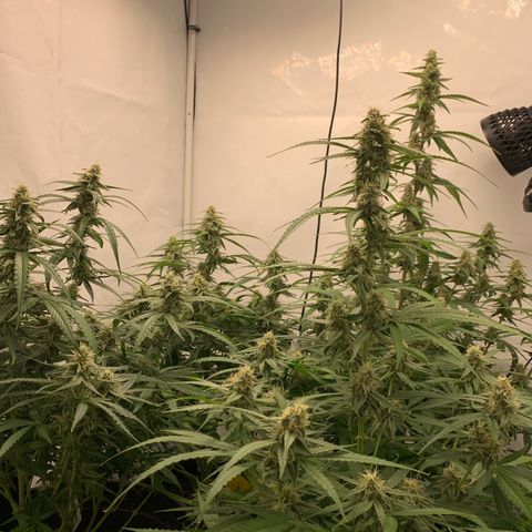 Titan F1 Auto growlog timeline photo