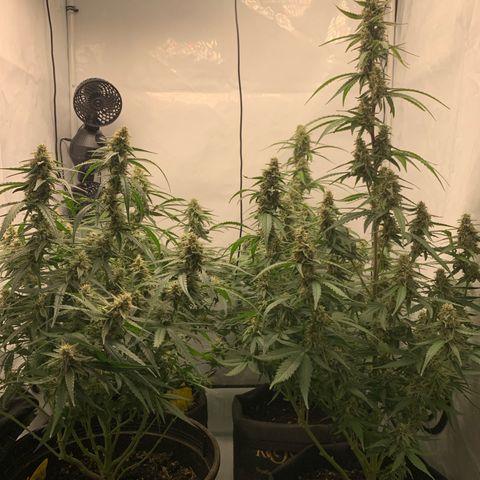 Titan F1 Auto growlog timeline photo