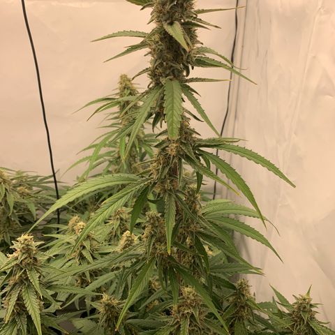 Titan F1 Auto growlog timeline photo