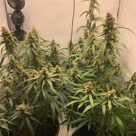 Titan F1 Auto growlog timeline photo