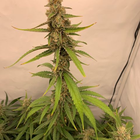 Titan F1 Auto growlog timeline photo