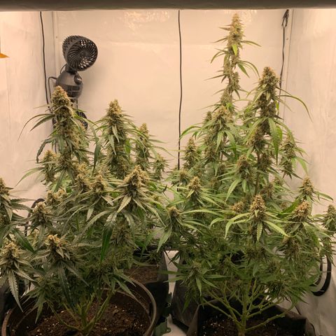 Titan F1 Auto growlog timeline photo
