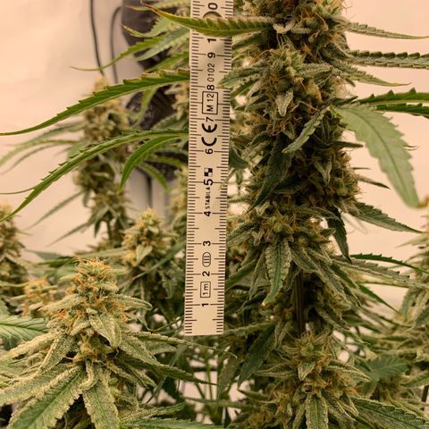Titan F1 Auto growlog timeline photo