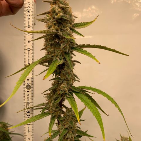 Titan F1 Auto growlog timeline photo