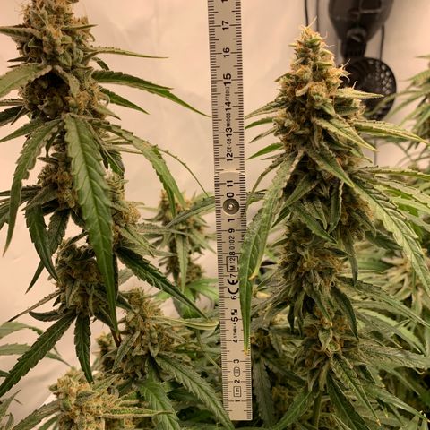 Titan F1 Auto growlog timeline photo