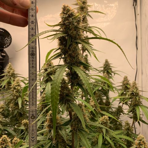 Titan F1 Auto growlog timeline photo