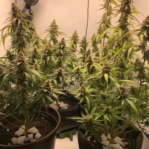 Titan F1 Auto growlog timeline photo